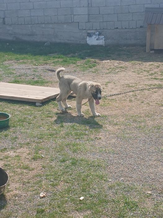 Сатылады әкесі мықты алабай