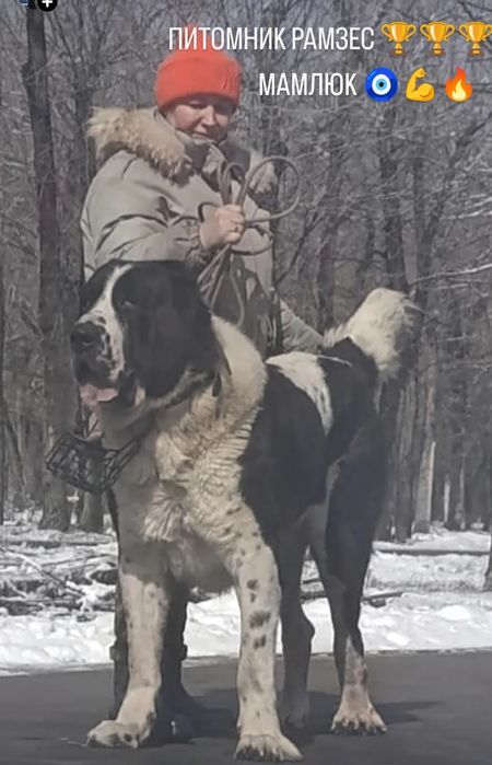 Шикарные девочки от супер тяжи .