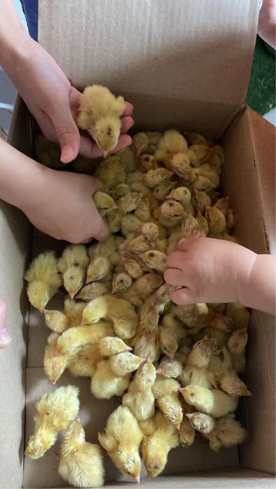 Бодене перепелка балапан техас