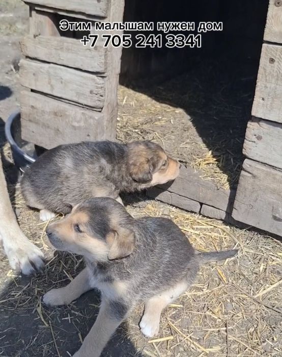 Отдам бесплатно щенка, щенков