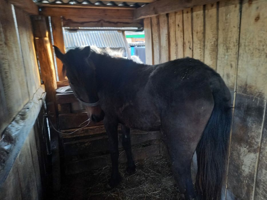 Продам       тай