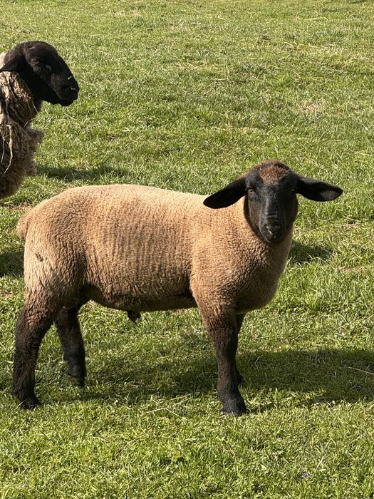 Berbecut rasa Suffolk