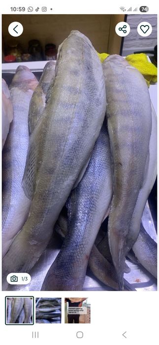 Свежий судактар бар.