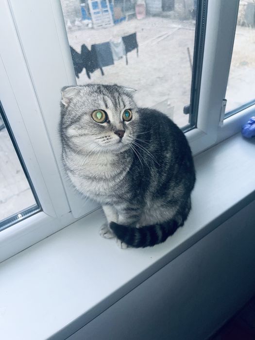 Кот ұл мысық послушный