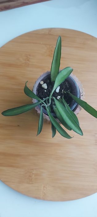 Распродаю коллекцию хоий