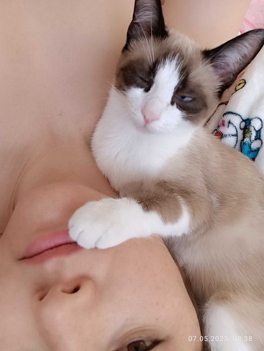 Кошка для вязки . Кошка ищет кота