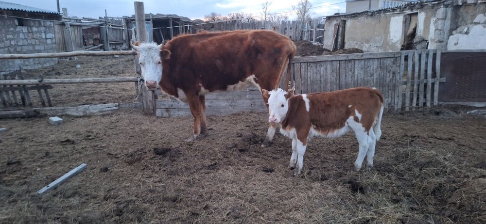Бұзаулы сиыр сатылады.
