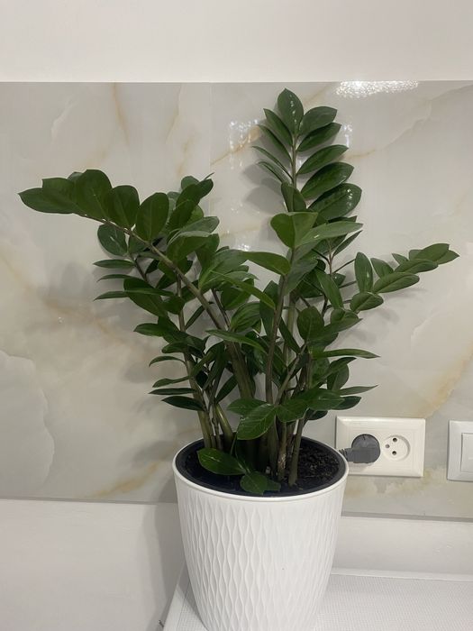 Домашние цветы в горшках