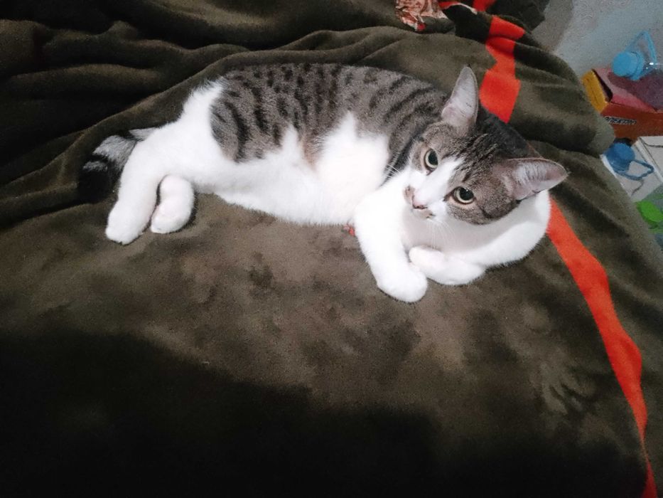 Кот кастрированный