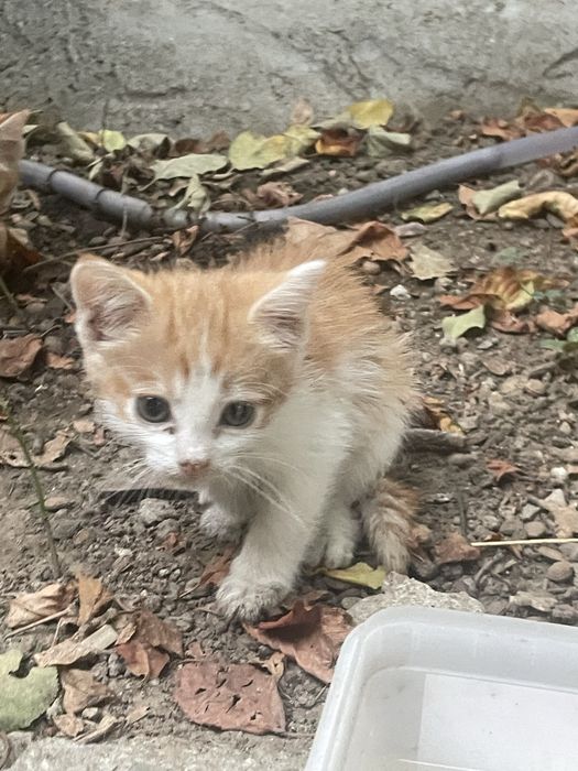 Trei ghemotoace de aproape două luni își caută omul în București!