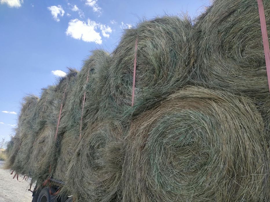 В продаже сено по ЗКО доставка