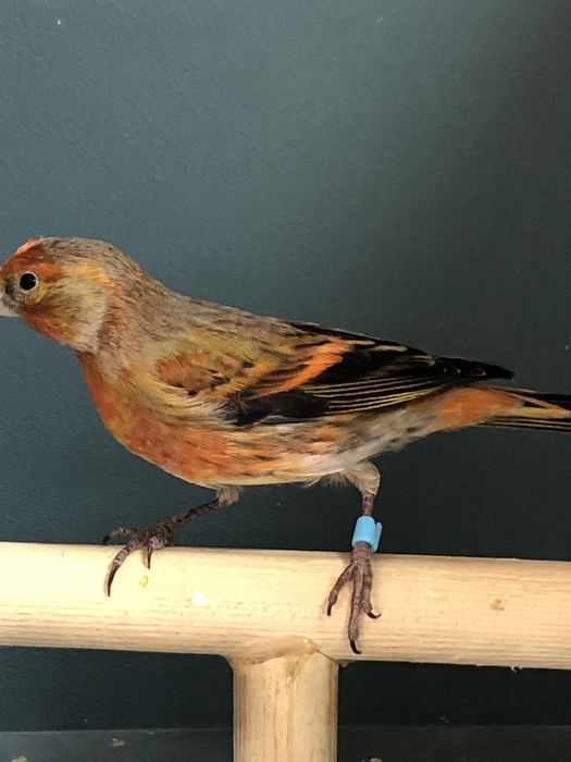 Канарейка кенор гибрид самец