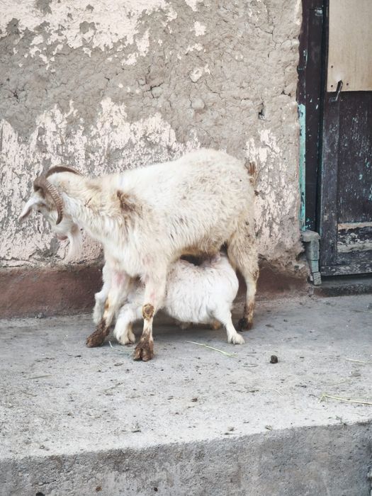 Ешкі сатылады ырғач лағымен