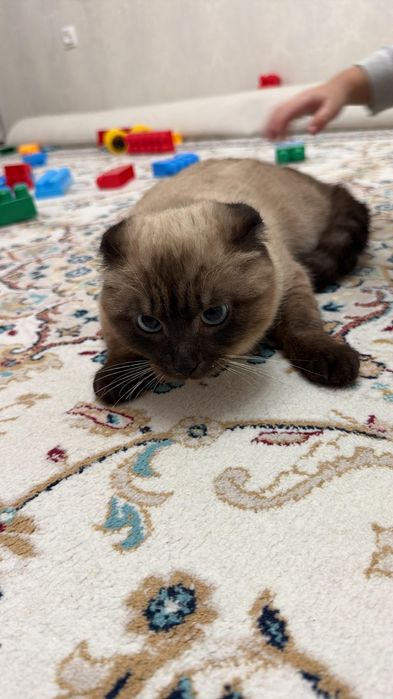 Вислоухий зеленоглазый красавчик