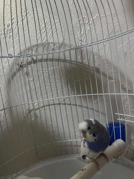 Продам попугай молодые