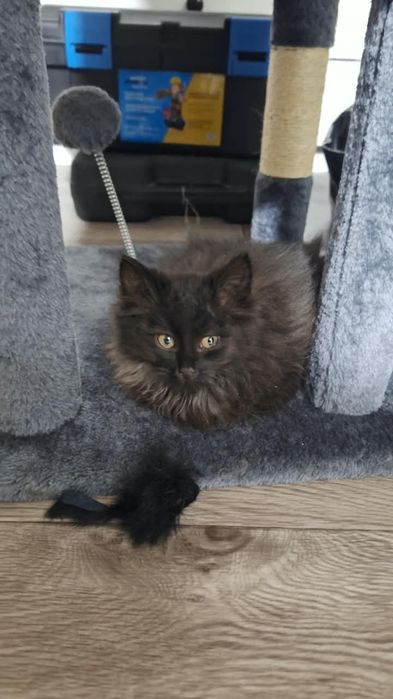 Отдам котёнка мальчика в добрые руки