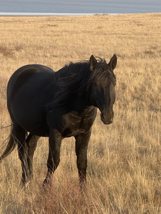 Продам кушумского жеребца 9 лет