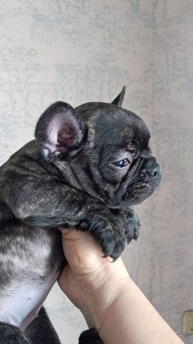 Французский бульдог девочка