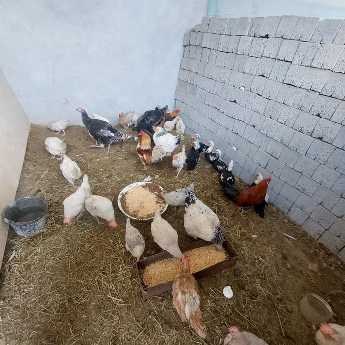 Товуклар сотилади