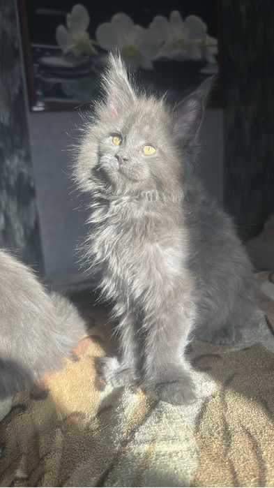 Котята Мейнкуны полидакты!