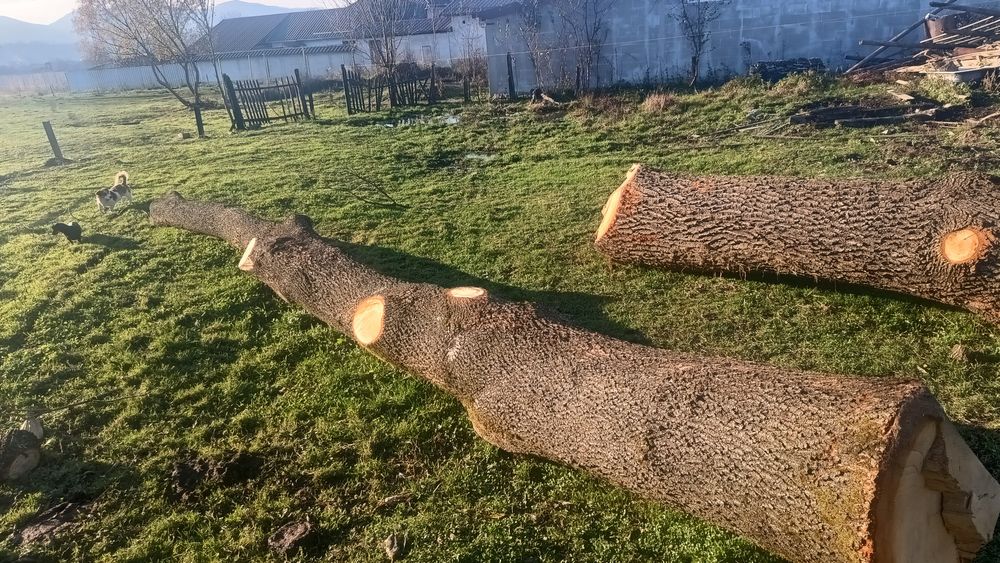 Vând bușteni goron