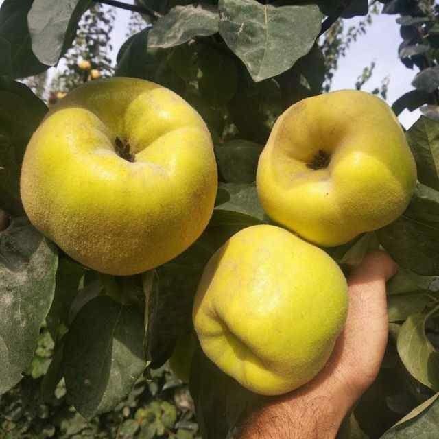 Salom siz qidirayotgan kuchatlar dastafka bor