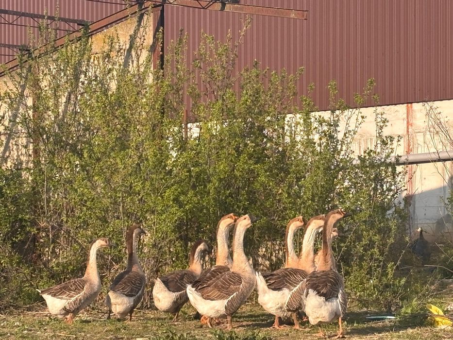 Gaste Americane buff Americana