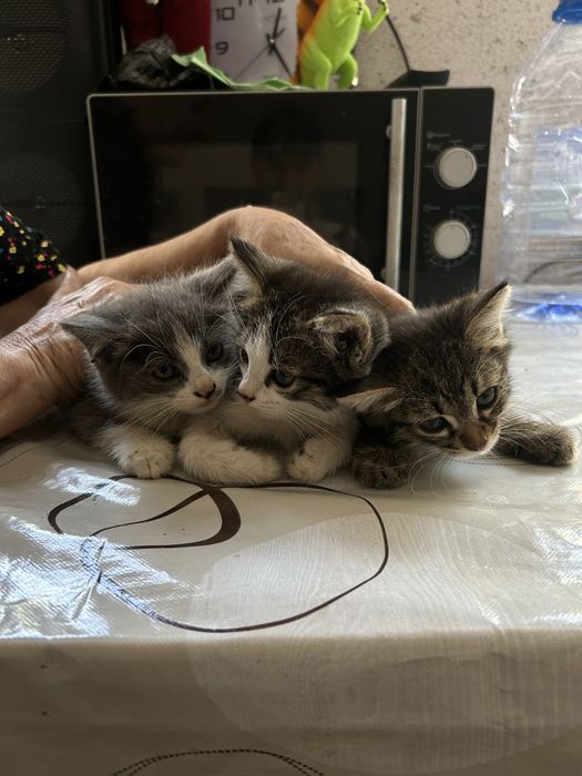 Котята бесплатно.