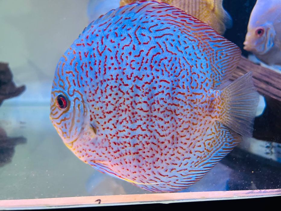 Kotta Diskusla Sotiladi