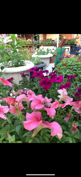 Петуния озеление опт розница