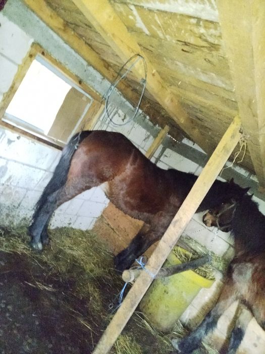 Cal și iapa de vânzare la pereche