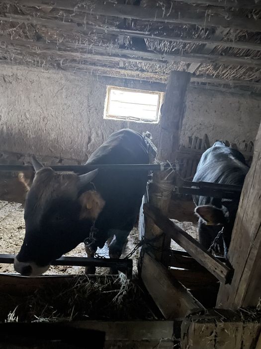 5 бас бука сатылады