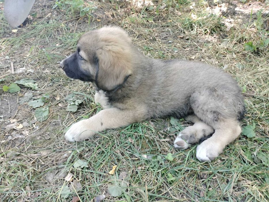 Donez catelusi pentru adoptie - in Cluj-Napoca si zonele limitrofe
