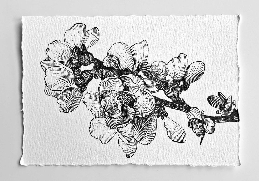 Нежни графични рисунки на цветя – ръчна изработка