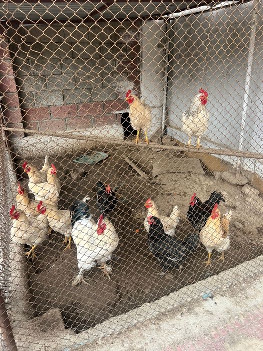 Дені сау жақсы қораздар росиский