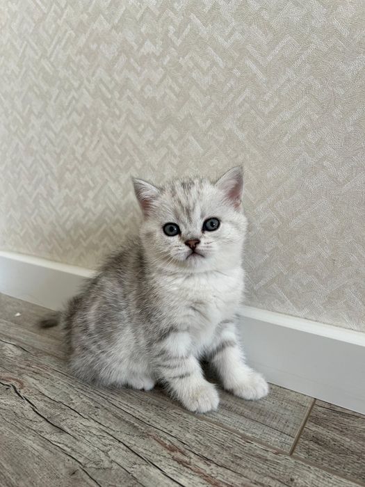 Мальчики и девочки шотландские прямоухие