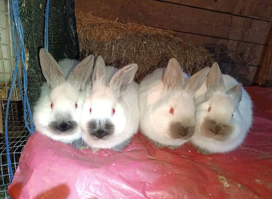 Vând pui iepurasi de californian