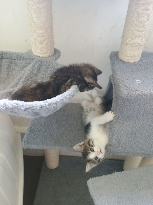 Две малки котета търсят постоянен дом