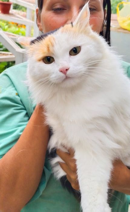 Котёнок кот кошка