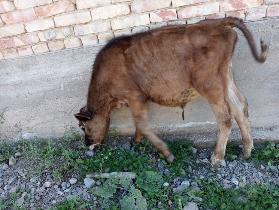 Бузау сатылады еркек