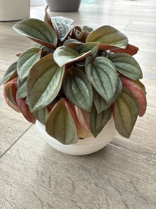 Продам Пеперомия Россо