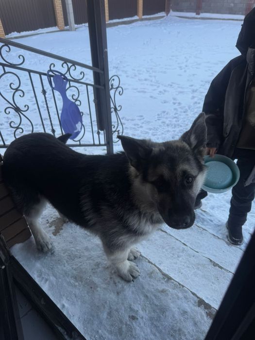 Восточноеевропейская овчарка