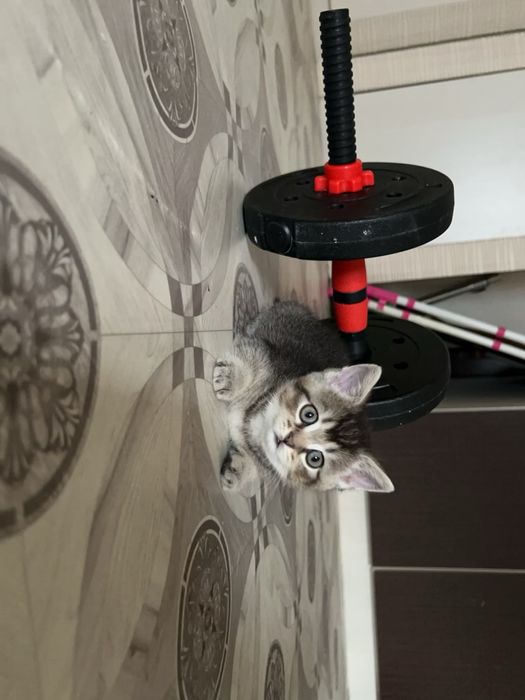 Продам котенка мальчика