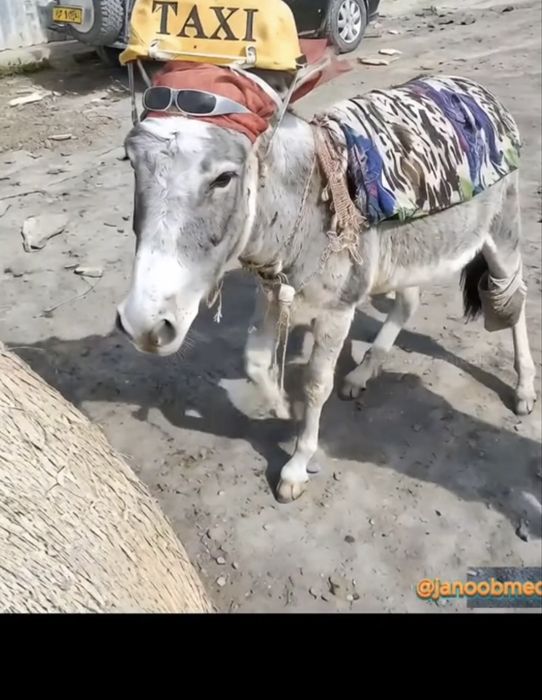 Осел ишак ешек.