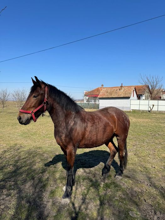 Vând mânza de 3 ani