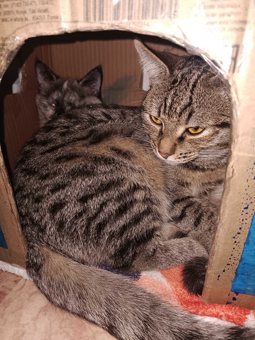 Отдам котят в добрые руки.