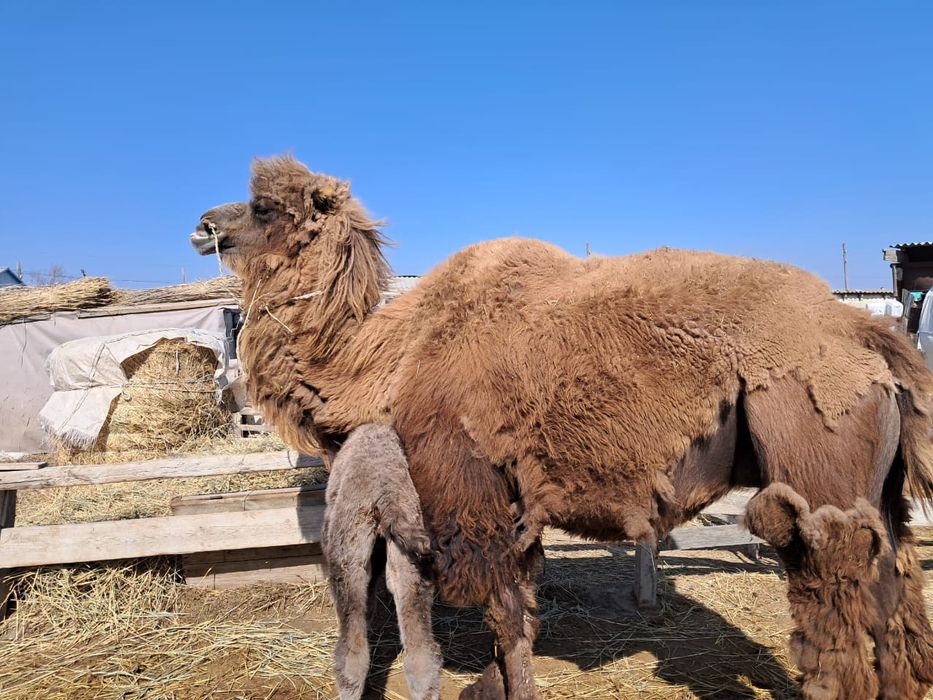 Майкоп жезөкшелері