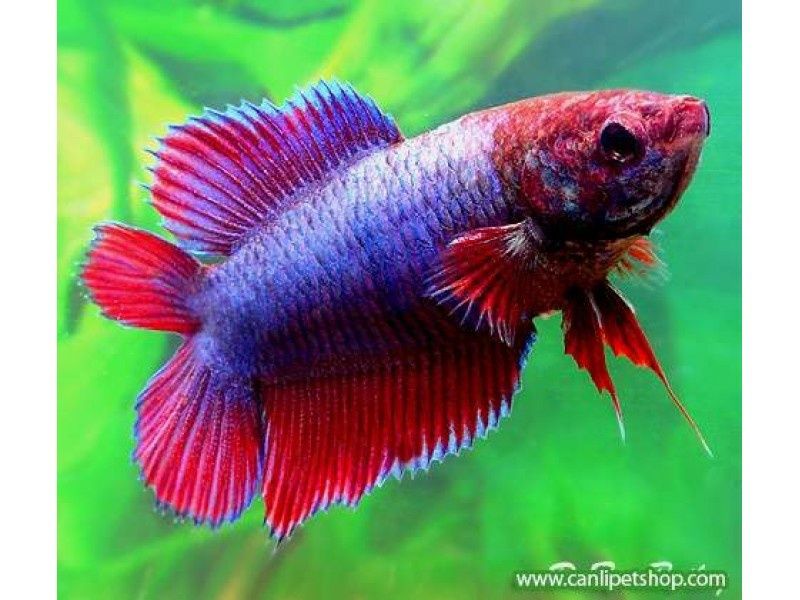 Продам  - петушок двухвостый ( самки - самцы)