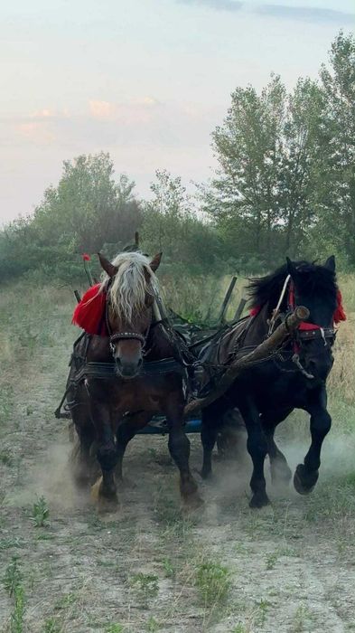 Vand Armasar Comtois de 4 pe 5 ani