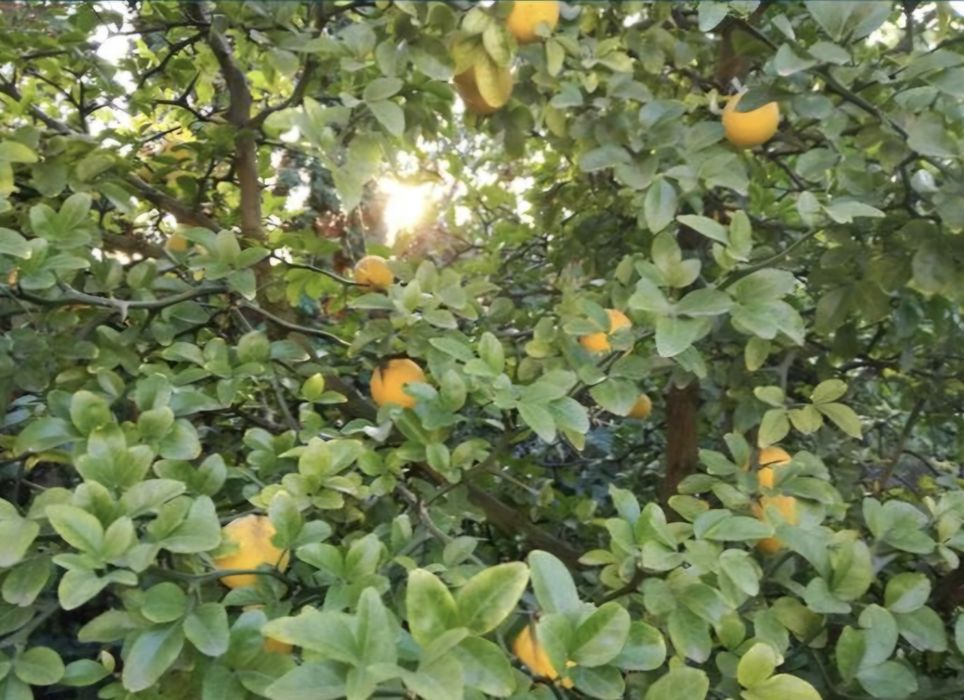 Lămâi de grădină aclimatizat